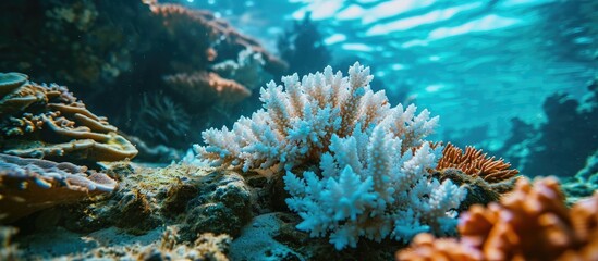 Poster - A Pacific coral has bleached due to higher than normal sea surface temperatures Bleaching is the loss of symbiotic zooxanthellae from the coral s tissues. with copy space image