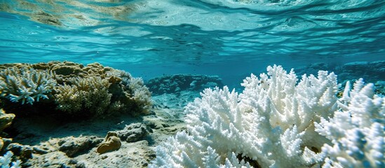 Poster - A Pacific coral has bleached due to higher than normal sea surface temperatures Bleaching is the loss of symbiotic zooxanthellae from the coral s tissues. with copy space image