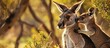 Animal love and affection Cute joey image Baby kangaroo holding on to its mothers ear for comfort and feeling safe Australian marsupial wildlife mother and child Family security