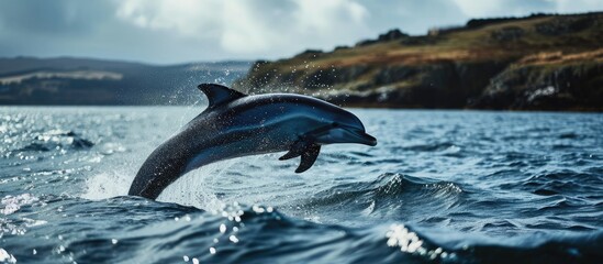 Aufkleber - Common dolphin delphinius delphis leaping clear of the water during a whale watching tour from Tobermory on the Isle of Mull Inner Hebrides Scotland. with copy space image
