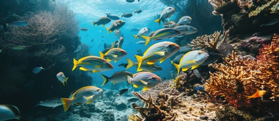 Poster - Goatfish among the yellow spotted trevally are feeding on the sea bed Carangoides orthogrammus during dive in Raja Ampat Silver flat predatory fishs is hunting on the bottom Marine life in Indo
