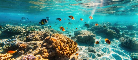 Poster - Colorful fish in the clear seetrue waters of the Red Sea. with copy space image. Place for adding text or design