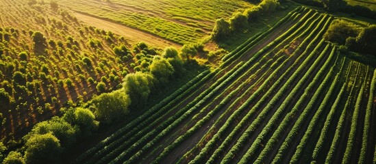 Poster - Green potato field plantation with rows aerial drone photo. with copy space image. Place for adding text or design