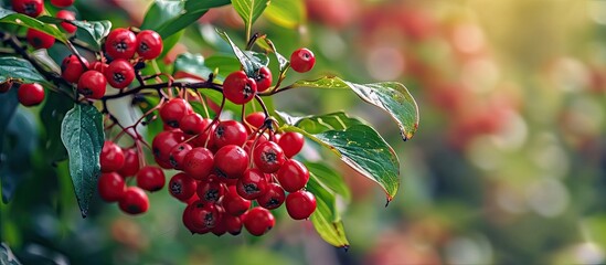 Leinwandbilder - Cornus fruit Red dogwood berries are hanging on a branch of dogwood tree in a garden Branch of dogwood berry with leaves Natural farm products rich fruit harvest Shallow depth of field Close up
