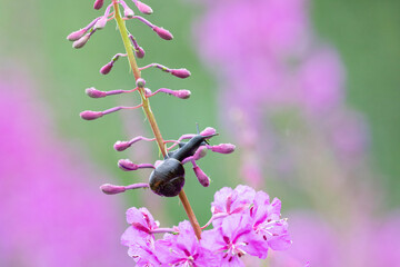 Wall Mural - Snail on fireweed flower after rain