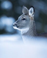 Wall Mural - Roe deer portrait in a cold winter morning in the forest