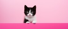 Cute Two Tone Black White Cat Enthusiasm Curious Looking From Pink Wall , Vivid And Funny Pet Background, Generative Ai