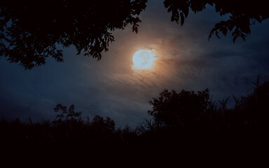 Wall Mural - moon over the forest