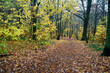 Regentag im herbstlichen Laubwald - rainy day in the autumn forest