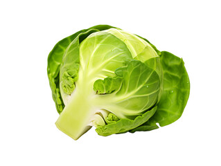 Sticker - cabbage isolated on white