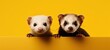 © QuietWord - funny two ferret pet portrait ,fashionable animal art photo design, Generative Ai