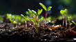 Early growth: Vegetable seedling in nurturing field