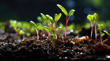 Fototapeta  - Early growth: Vegetable seedling in nurturing field