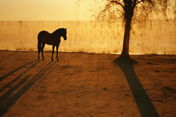 Leinwandbilder - Minimalistic image capturing the graceful silhouette of a horse's shadow against a golden sunset, symbolizing the beauty of nature.
