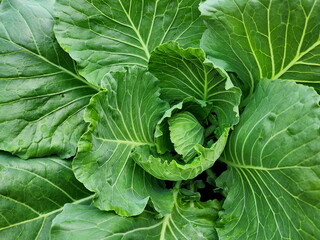 The organic cabbage that has not yet wrapped into a round head. (Brassica oleracea Linn. Var.). White Cabbage capitata leaves are tightly wrapped and overlapped. New leaves are gradually wrapped.  

