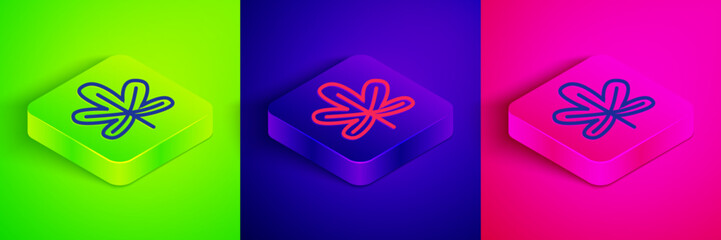 Poster - Isometric line Chestnut leaf icon isolated on green, blue and pink background. Square button. Vector