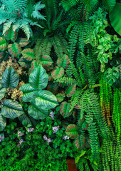 Wall Mural - close up green leaf texture background