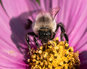 Wall Mural - A female Bombus impatiens Common Eastern Bumble Bee pollinating and feeding on a pink zinnia flower. Long Island, New York, USA