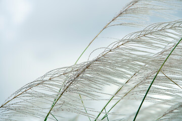 Wall Mural - white grass flower
