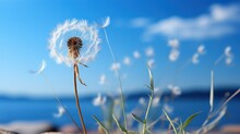 Dandelion's Delicate Seeds Poised For Flight, Stand Out Against A Soft, Blue Background.
