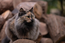 Tortoiseshell Long Haired Cat Sitting On Wooden Logs, Looking Right