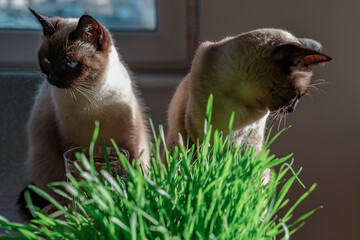 two siamese cats siblings eating fresh green grass indoors under sunshine in house, having glass of water on table to drink, healthy pet care