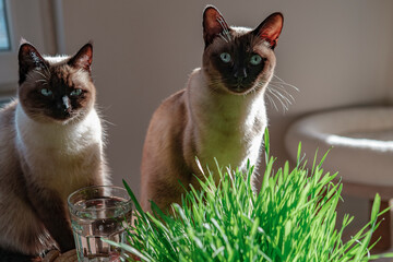 two siamese cats siblings eating fresh green grass indoors under sunshine in house, having glass of water on table to drink, healthy pet care