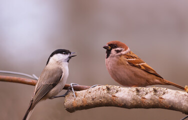 Wall Mural - The little black-headed one is afraid of the sparrow.....