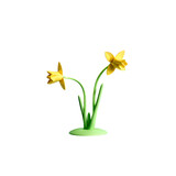 Fototapeta Tulipany - yellow daffodils in a vase