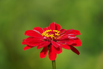 Wall Mural - Red blossom of a zinnia. Flowering plant close-up.