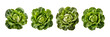 Set of Top view of Trocadero lettuce, isolated over on transparent white background.