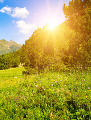 Wall Mural - Beautiful mountain landscape with green meadows, forests and bright sun. Vertical photo.