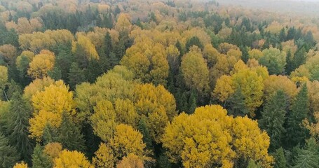 Aufkleber - Beautiful autumn forest, Beautiful autumn forest aerial, wind