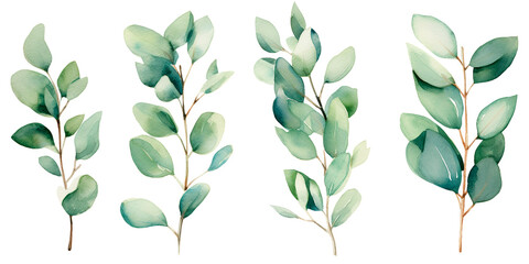 watercolor drawing, set of eucalyptus leaves. delicate illustration, clipart	
