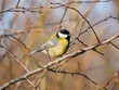 Great tit - Parus major perching on a shrub during winter