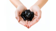 Cute Black Frog In Hand. Special Animals Concept. AI Generated.