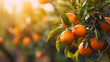 https://s.mj.run/WchtmxaGo-0 Citrus branches with organic ripe fresh oranges tangerines growing on branches with green leaves in sunny fruiting garden.