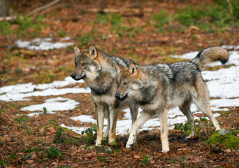  Enchanting European forest springs to life with the majestic presence of two wolves, captured in a breathtaking moment of wilderness harmony.