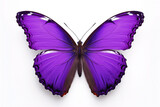 Fototapeta Motyle - butterfly with purple wings, isolated on white background
