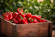 sweet red peppers fresh in wooden crate, blurred plantation background