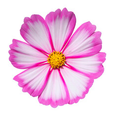 Wall Mural - fleurs de cosmos blanche et rose