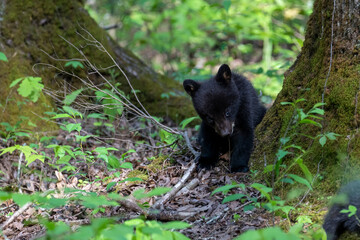 Wall Mural - Black bear cub eating leaves off a small plant looking cute