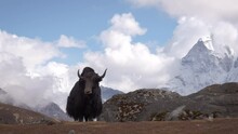 Portrait Of Big Black Yak With Horns Stands Against The Background Of Snowy Mountains In Himalayas. A Bull Grazes At Height In Nepal. A Sherpas Cattle For Cargo Transportation
