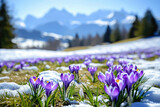 Wies mit lila Krokusse in den Bergen nach der Schneeschmelze 