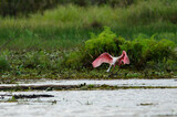 Fototapeta Big Ben - Roseate spoonbill - Platalea ajaja in Cano Negro Wildlife Refuge, Costa Rica