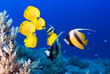 Underwater image of coral reef and School of Masked Butterfly Fish.
