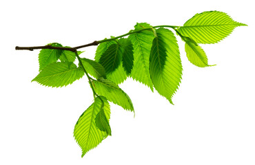 a twig with young green spring leaves isolated on white background. ecology background.elm. on trans