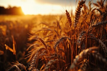 Wall Mural - As the golden sun sets behind a field of wheat, nature's harvest of hearty crops and rich grains is a feast for the eyes, invoking feelings of warmth, abundance, and the beauty of the outdoors in the