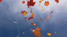 Fall Themed Background, With Leaves Against Hazy Sky. Holiday Banner With Copy-space.