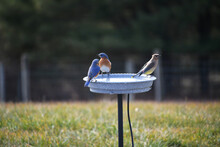 Eastern Bluebird And Cedar Waxwing Birds On Heated Birdbath Full Of Water For Drinking And Bathing In The Winter. 